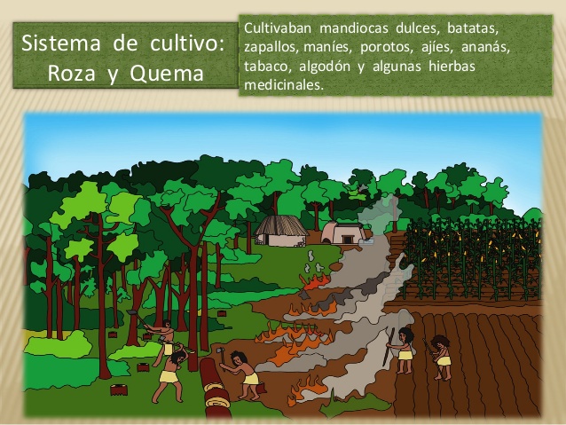 The Guarani Farming System Inside the Jungle